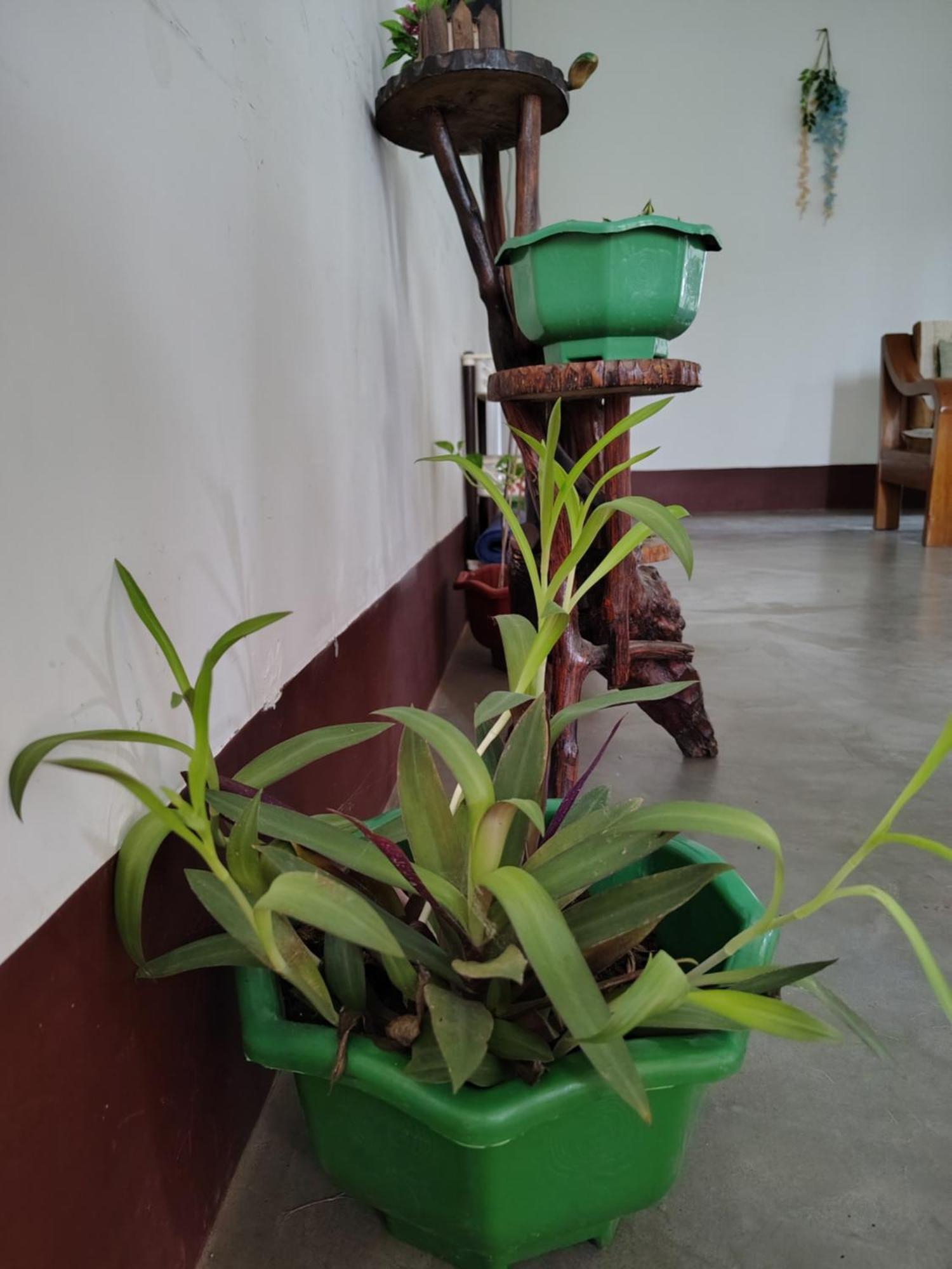 Gayatri Homestay Дибругарх Экстерьер фото